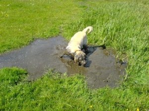 Sandie in mud Sandie diving in to a muddy pddle