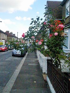 overhanging plant Rose bush in a front garden with one branch extending across the entire footpath