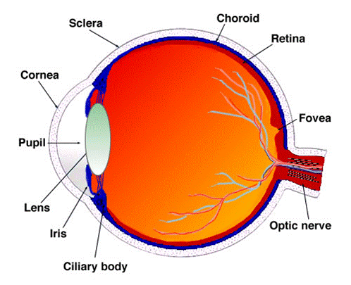 Diagram of the eye