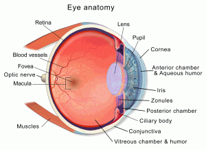 Anatomy of the eye