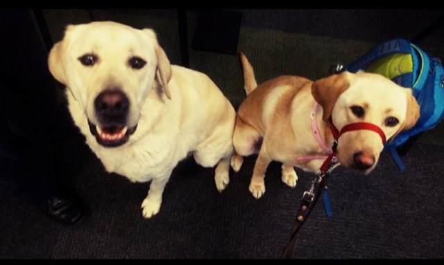 Two guide dogs looking up at the camera